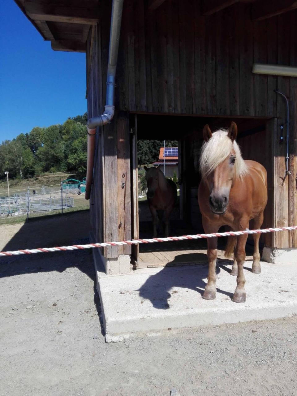 Ferienwohnung Dichtl Grafenau  Exteriér fotografie